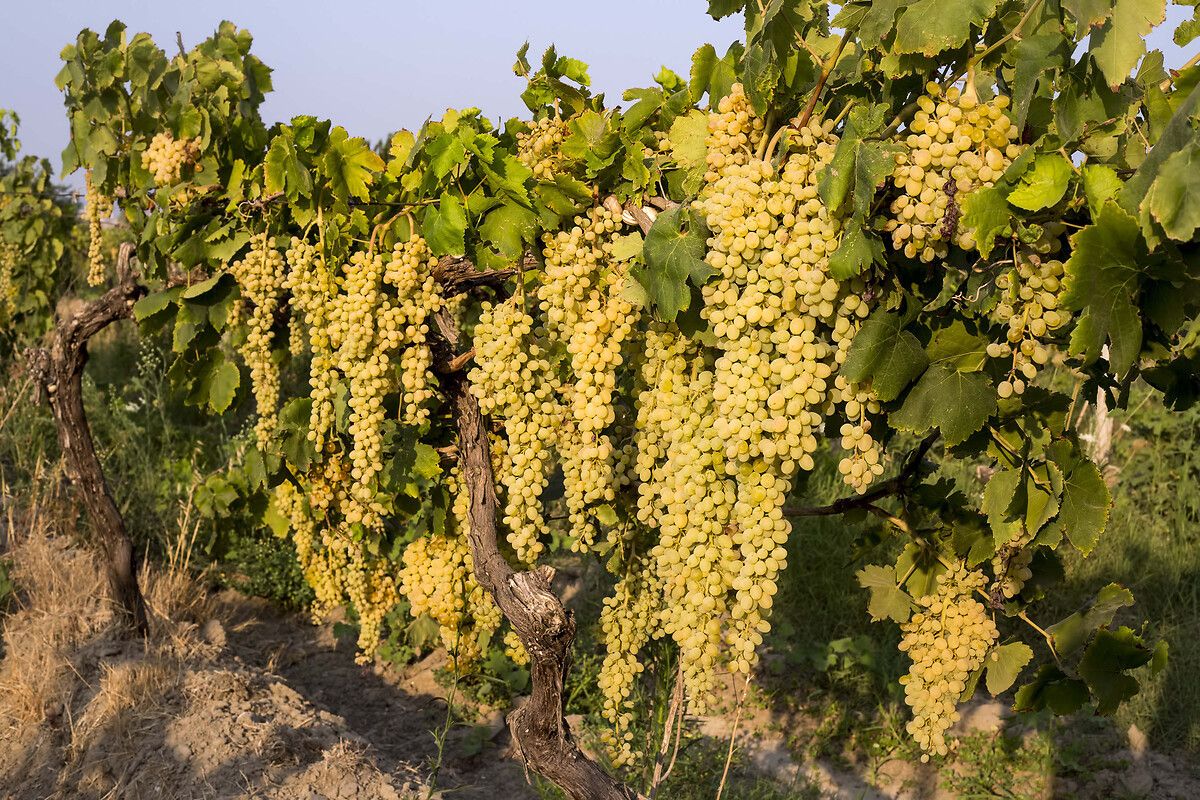 Diyabetli Bireylerin Meyve Seçimi ve Tüketiminde Dikkat Etmesi Gerekenler