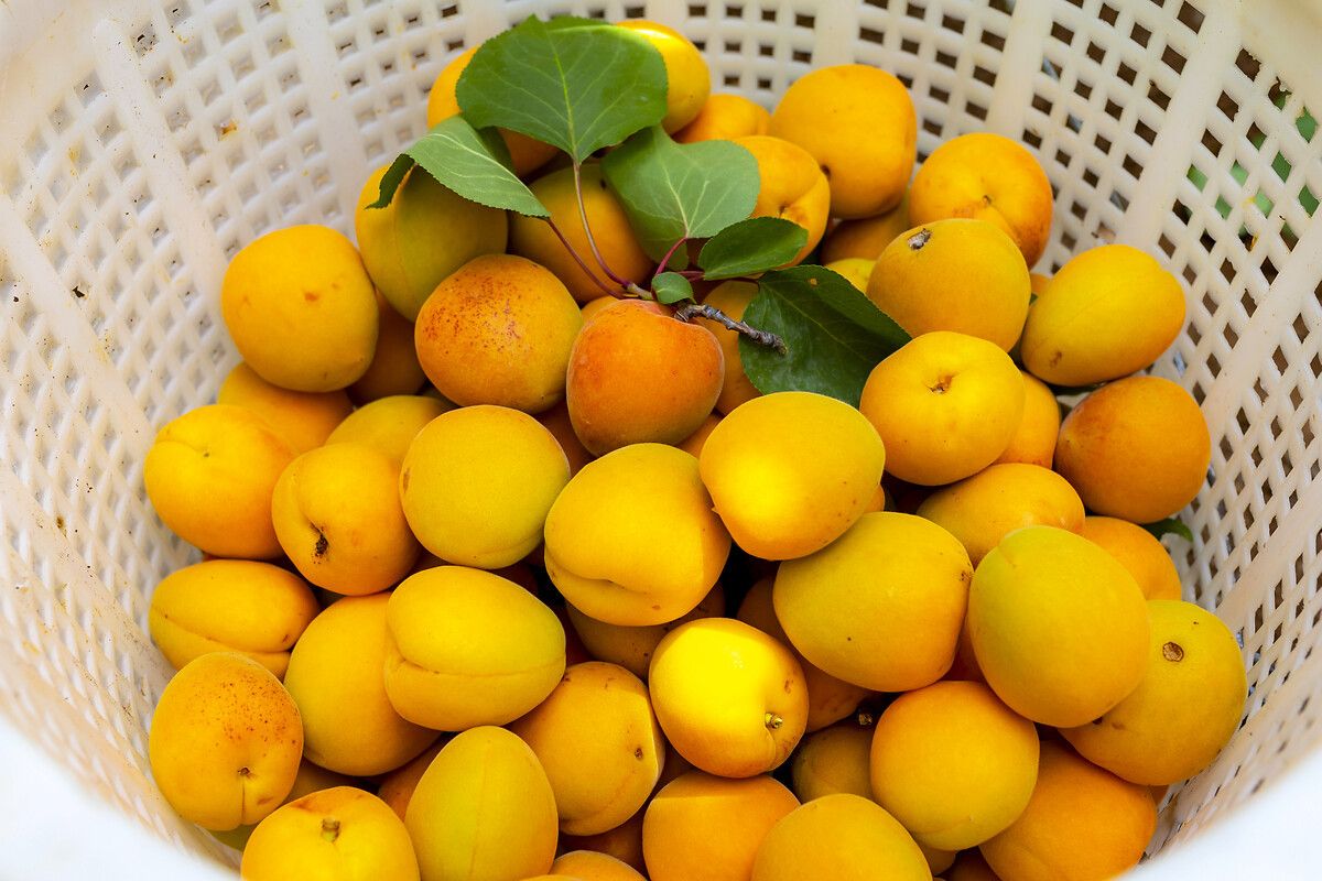 Diyabetli Bireylerin Meyve Seçimi ve Tüketiminde Dikkat Etmesi Gerekenler