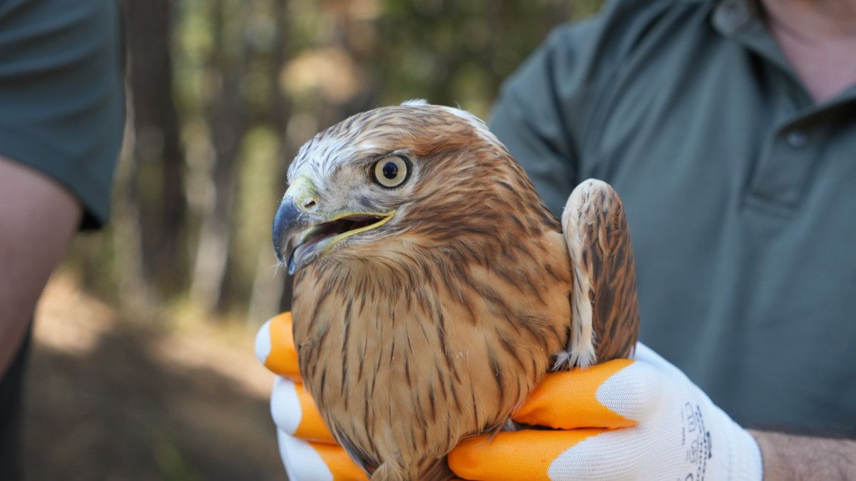 Doğal Denge İçin Zararlı Böceklerle Mücadele