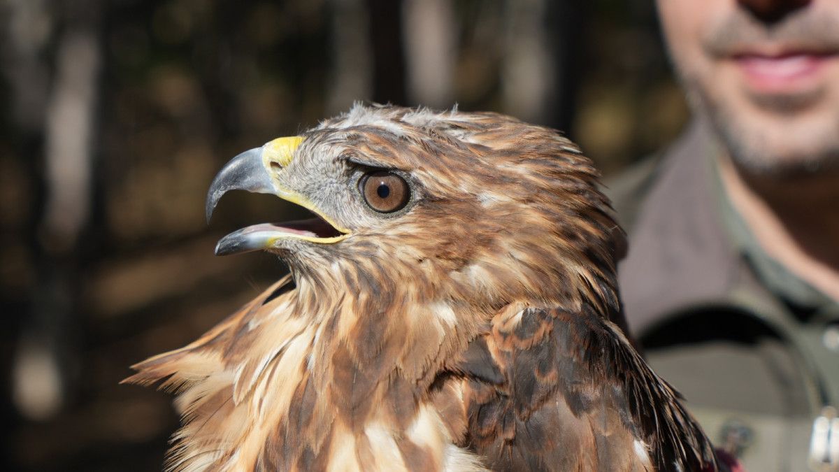 Doğaya Dönüş Yapan 76 Bin Hayvan: DKMP'nin Üstün Başarısı