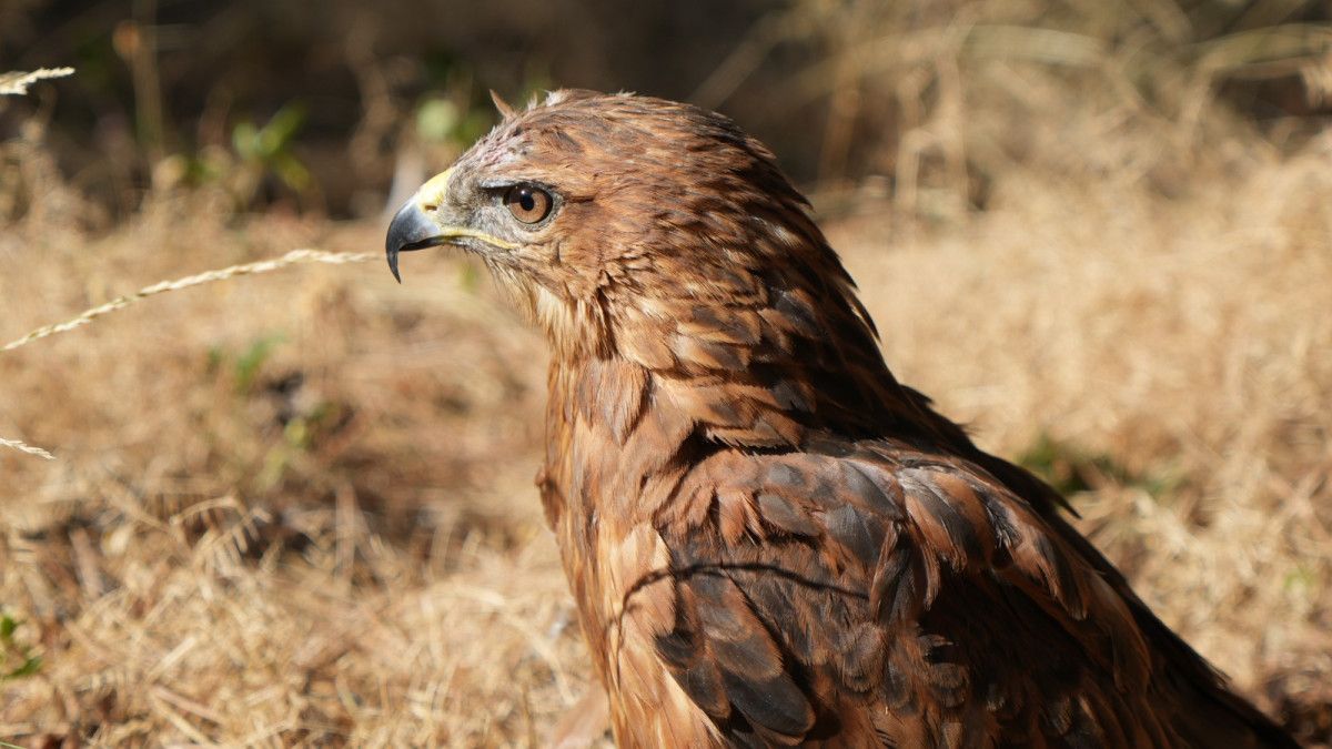 Doğaya Dönüş Yapan 76 Bin Hayvan: DKMP'nin Üstün Başarısı