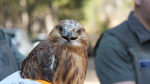 Doğaya Dönüş Yapan 76 Bin Hayvan: DKMP’nin Üstün Başarısı