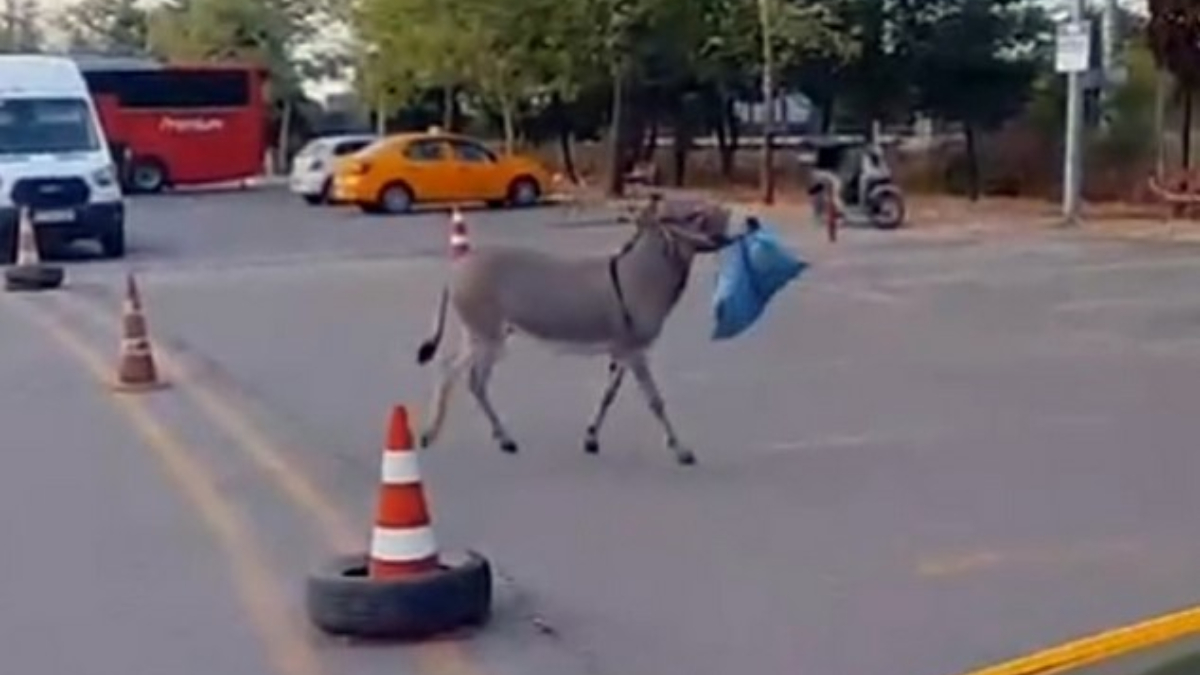 Edirne Şehirlerarası Otobüs Terminalinde Taksi Esnafının Sevecen Yaklaşımı
