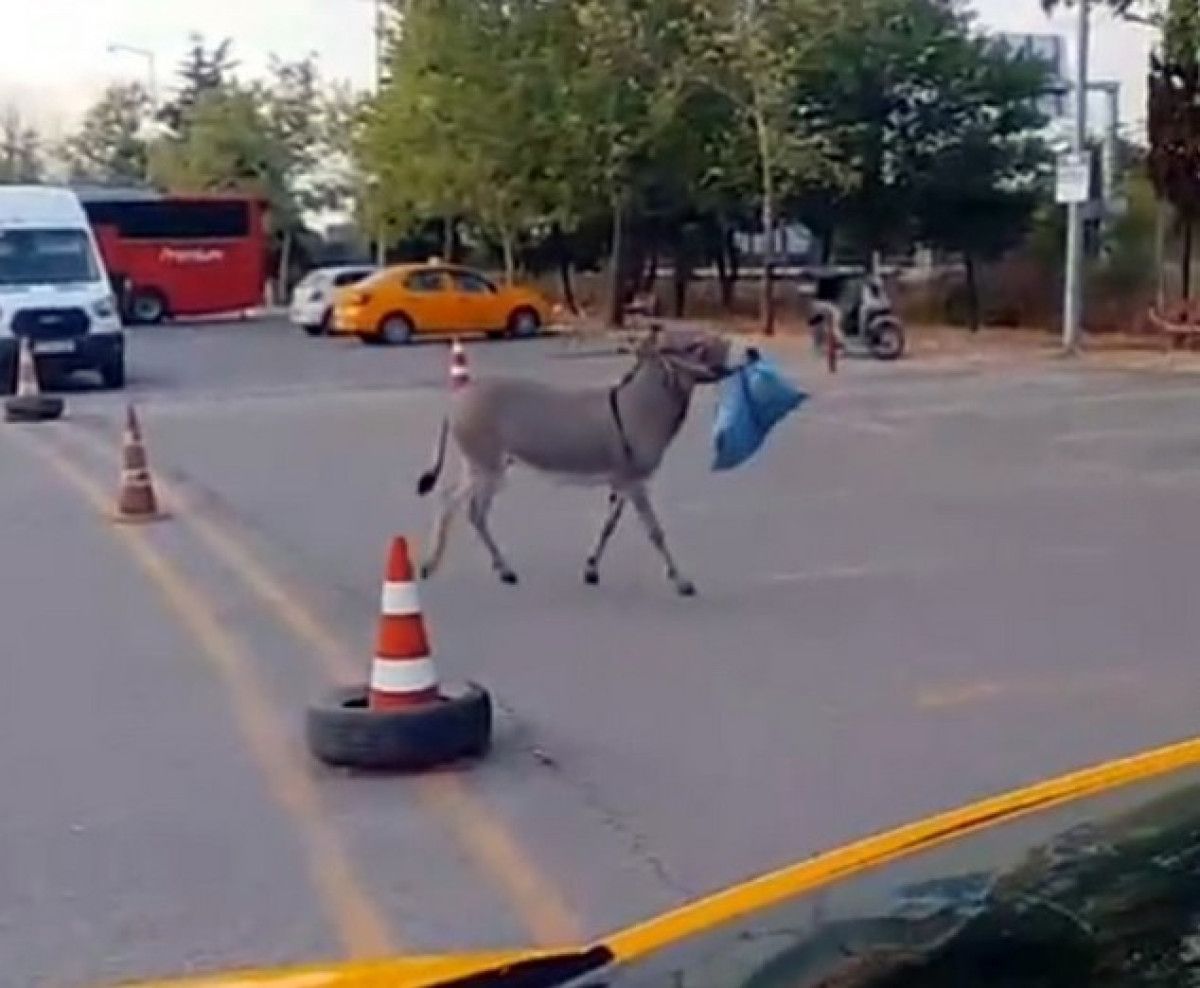 Sahibinden Sevinçli Haber ve Eşeğin Durumu