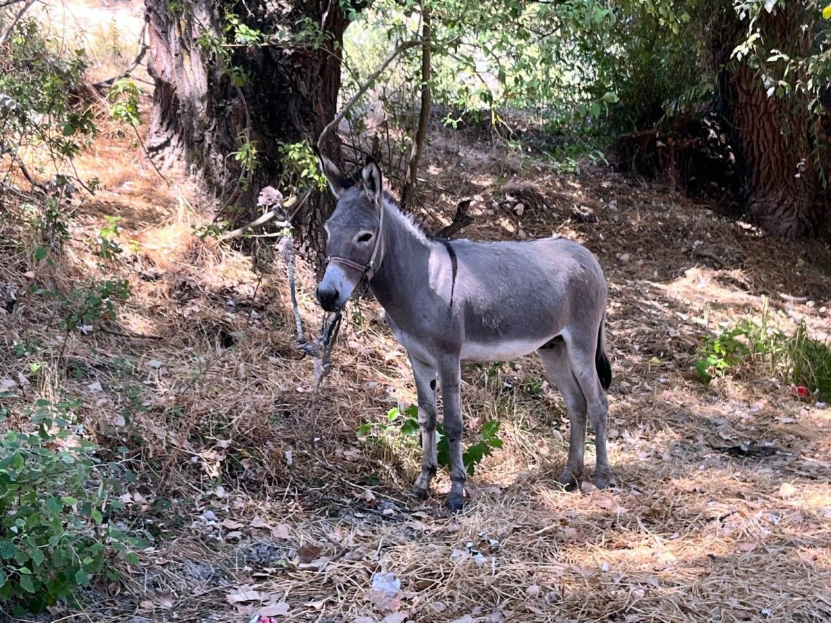 Taksi Şoförlerinin Eşekle Olan Bağları