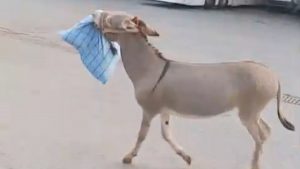 Edirne Otogarında Hırsız Eşeğin Şaşırtıcı Hırsızlığı: Otobüs Şoförünün Yastığını Çaldı