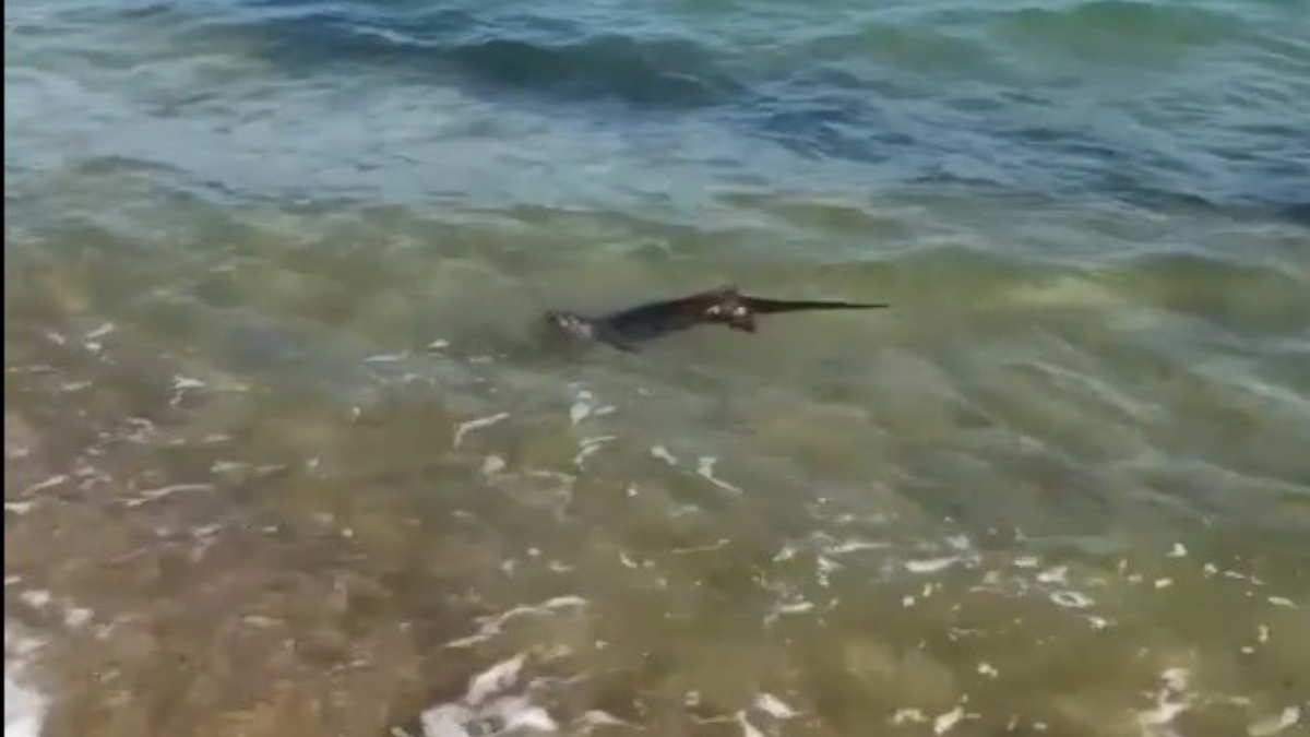 Edirne'de Su Samurunun Deniz Keyfi: Unutulmaz Anlar