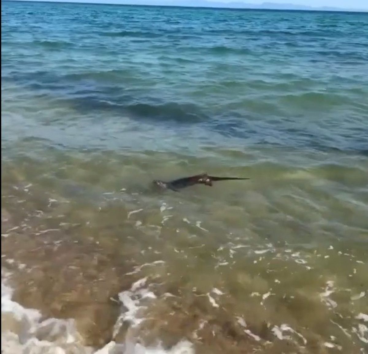 Edirne'de Su Samurunun Deniz Keyfi: Unutulmaz Anlar