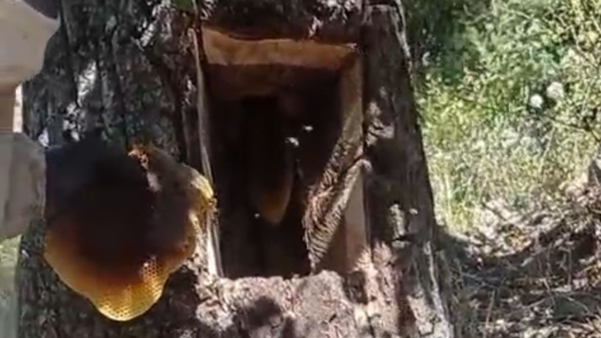 Yüksek Fiyata Rağmen Yoğun Talep Görüyor