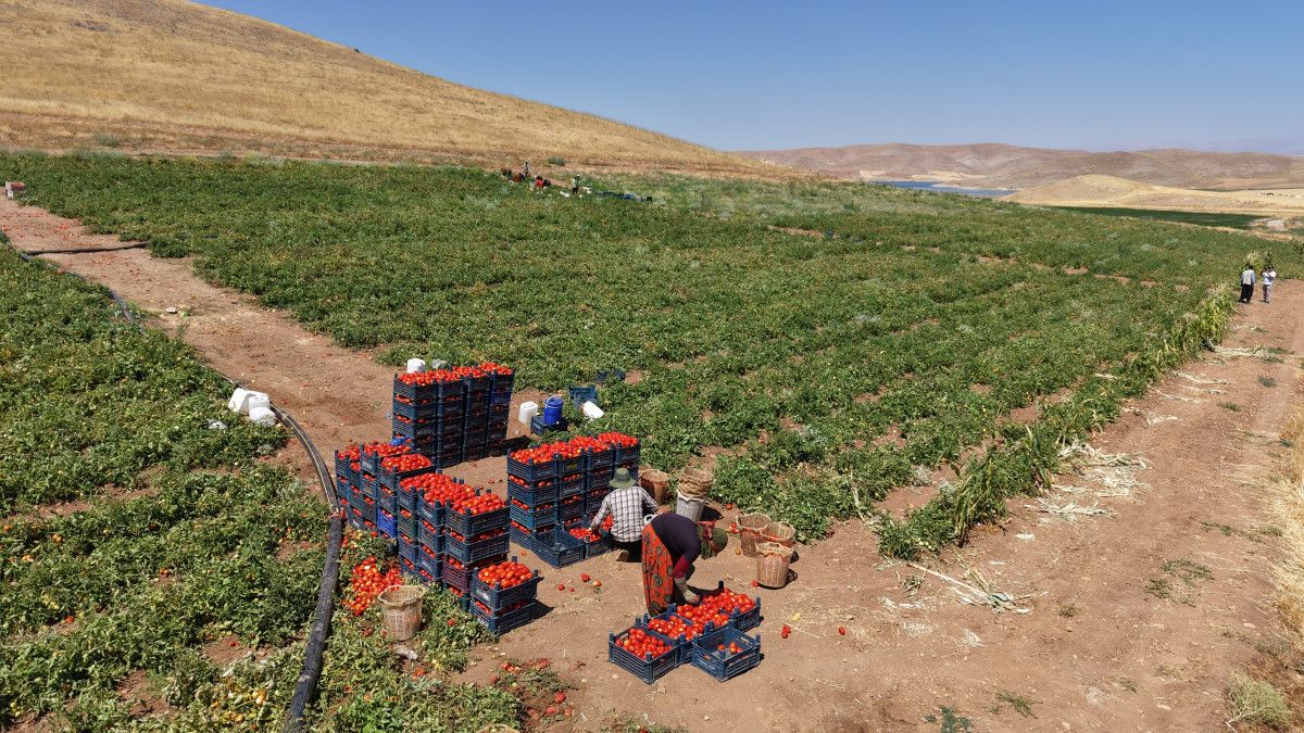 Elazığda Çiftçiden Çarpıcı Çağrı: Dışarıda 25 Liraya Almak Yerine, Tarladan Sadece 8 Liraya Alın