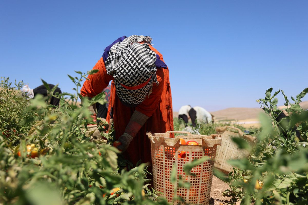 Çalışma Süresi ve Hasat Durumu