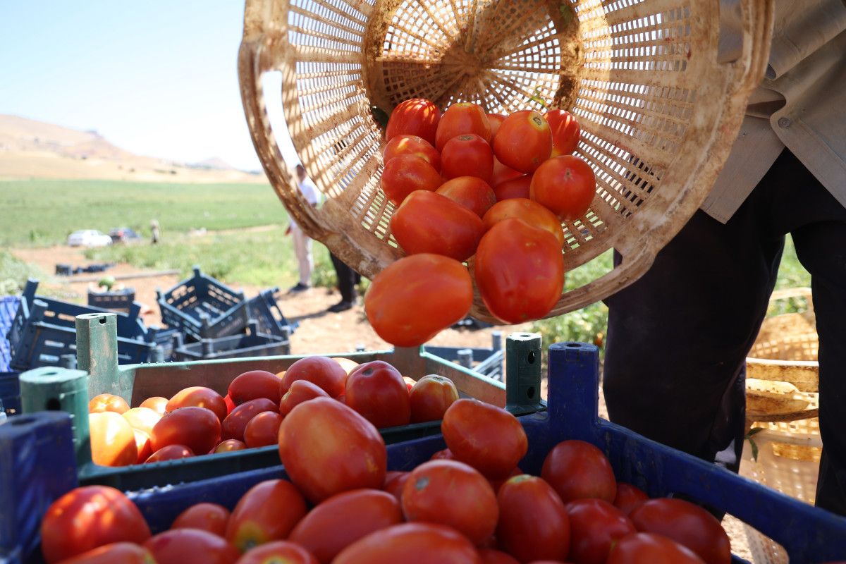 Elazığda Çiftçiden Çarpıcı Çağrı: Dışarıda 25 Liraya Almak Yerine, Tarladan Sadece 8 Liraya Alın