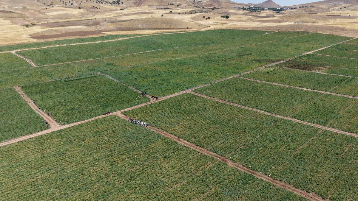 Elazığda Çiftçiden Çarpıcı Çağrı: Dışarıda 25 Liraya Almak Yerine, Tarladan Sadece 8 Liraya Alın