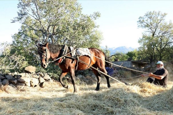 Erciyes’in Eteklerinde Geleneksel Düğün Kültürü Canlandırılıyor