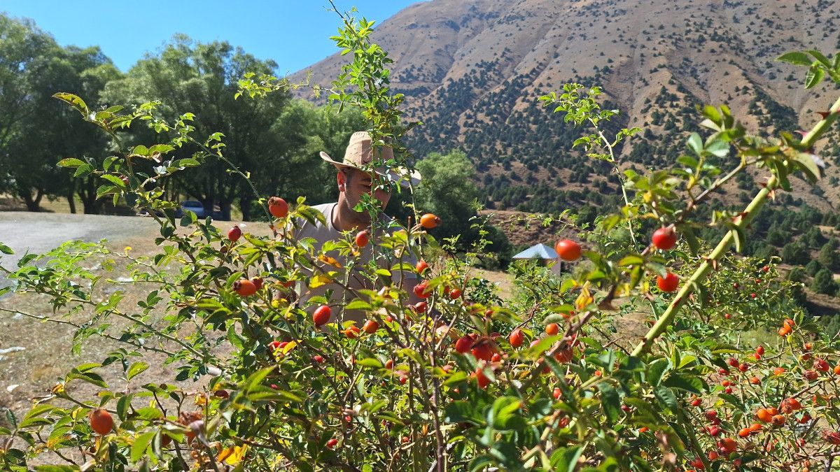 Sağlığa Katkıları ve Tüketim Alanları