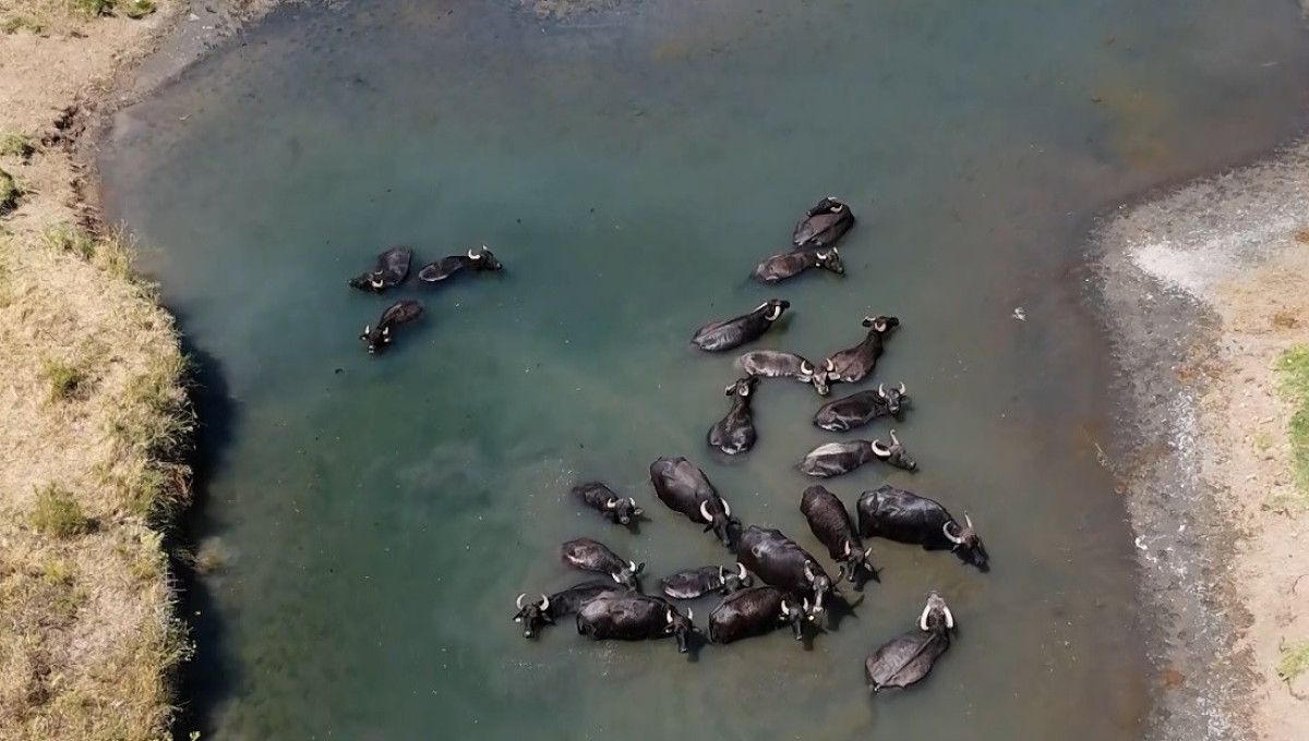 Çoban Abdullah’ın Günlük Rutini ve Mandaların Keyfi