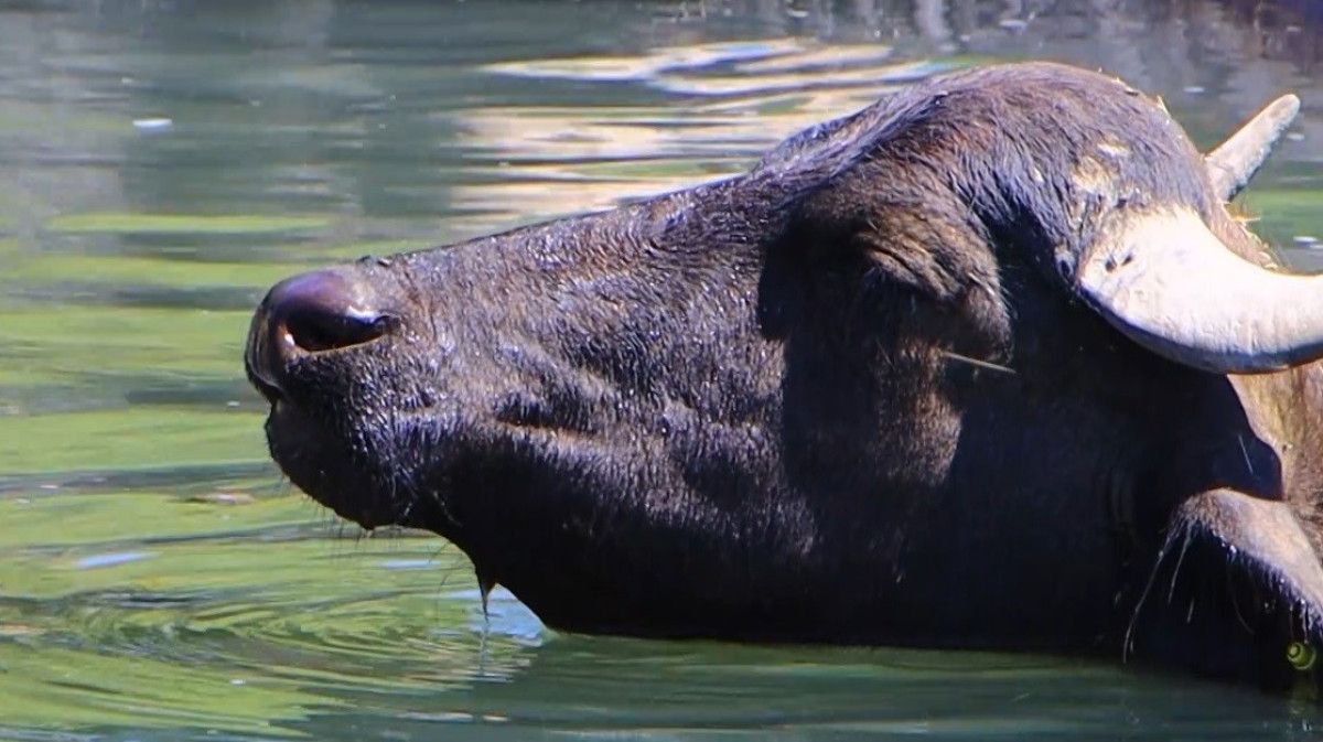 Erzincan'da Sıcak Havanın Ortasında Mandaların Serinleme Keyfi