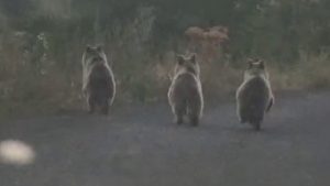 Erzurum’da Yola İnerek Panik Yaratan Ayılar, Araçlardan Kaçtı