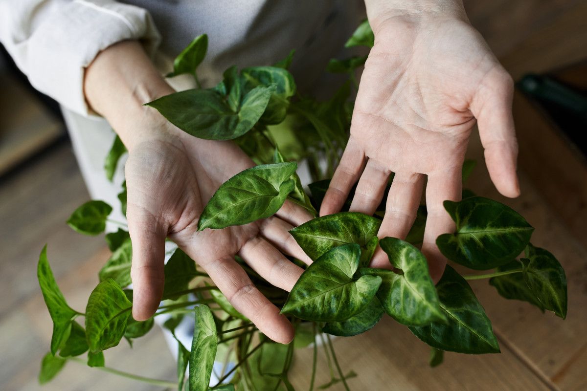 Evde Kesinlikle Bulundurulmaması Gereken Bitkiler