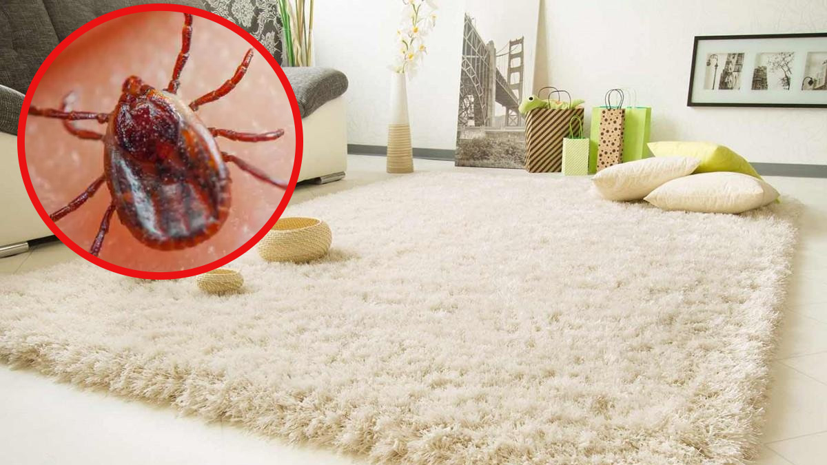 Kenelerin Evinize Girebildiği ve Saklanabildiği Noktalar