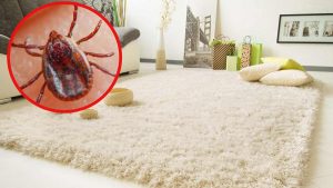 Evinizdeki Bu Bölgeleri Kontrol Edin! Keneler En Çok Bu Alanlarda Gizleniyor