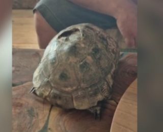 Fethiye’de Kaplumbağa Kırık Kabuk Onarımını Ahşap Ustası Gerçekleştirdi