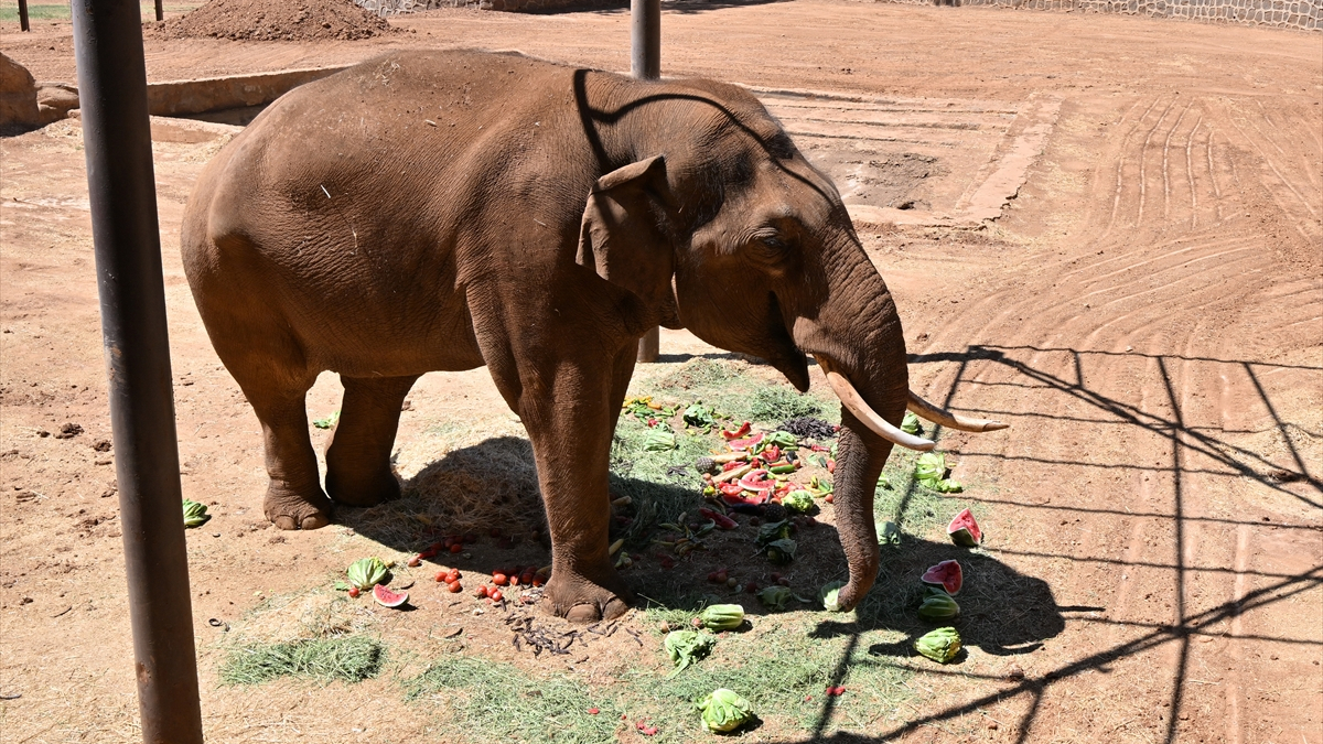 Dünya Fil Günü İçin Düzenlenen Özel Kutlama