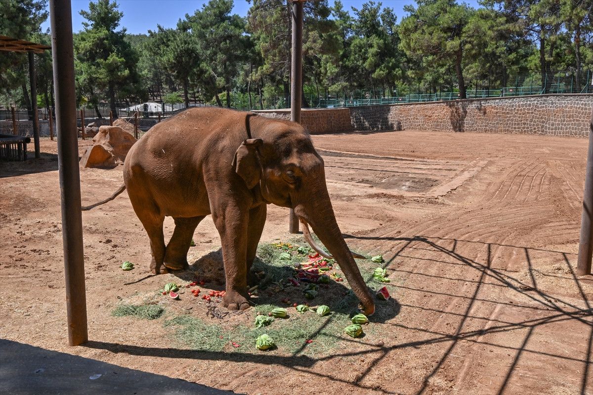 Gabi’ye Eş Arayışında Yeni Adımlar