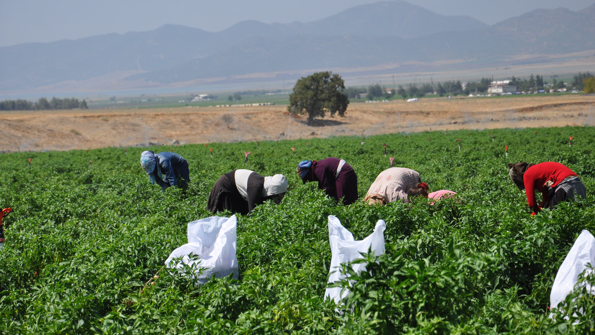 Hasat Çalışmaları ve İşgücü Durumu