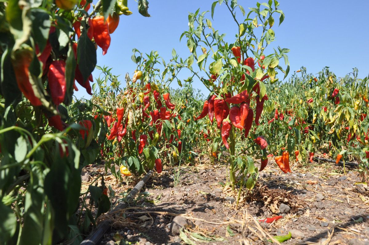 Fiyat ve Beklentiler