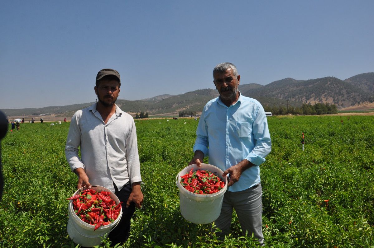 Gaziantep'te Kuraklığın Pençesinde Biber Hasadı Başladı