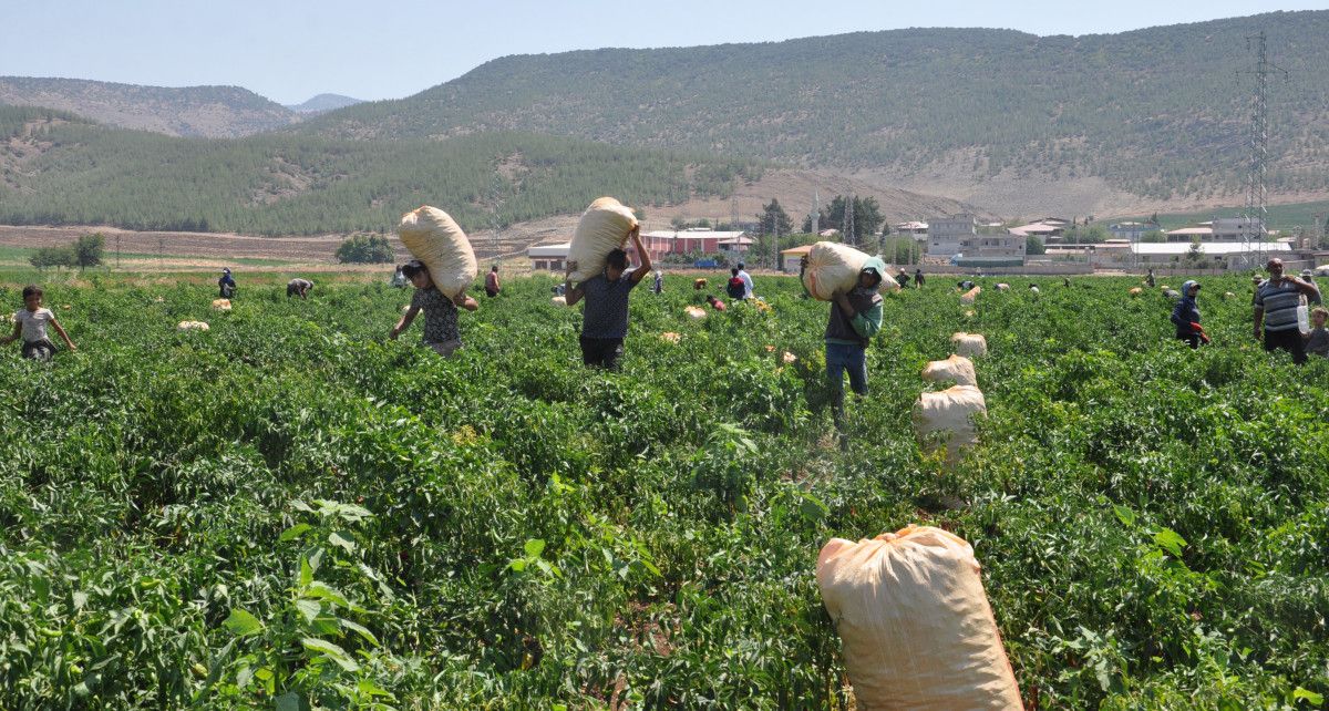 Gaziantep'te Kuraklığın Pençesinde Biber Hasadı Başladı