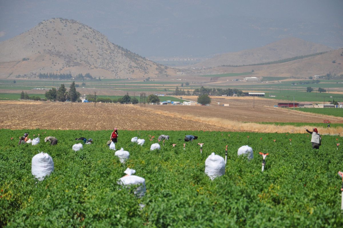 Gaziantep'te Kuraklığın Pençesinde Biber Hasadı Başladı