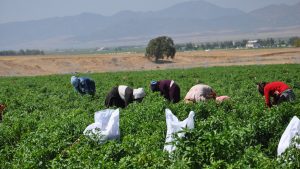 Gaziantep’te Kuraklığın Pençesinde Biber Hasadı Başladı