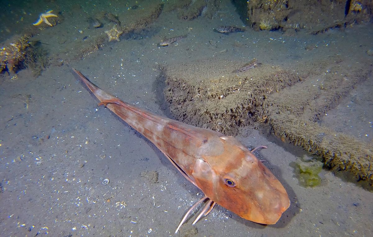 Deprem İzleri ve Bu Günkü Durum