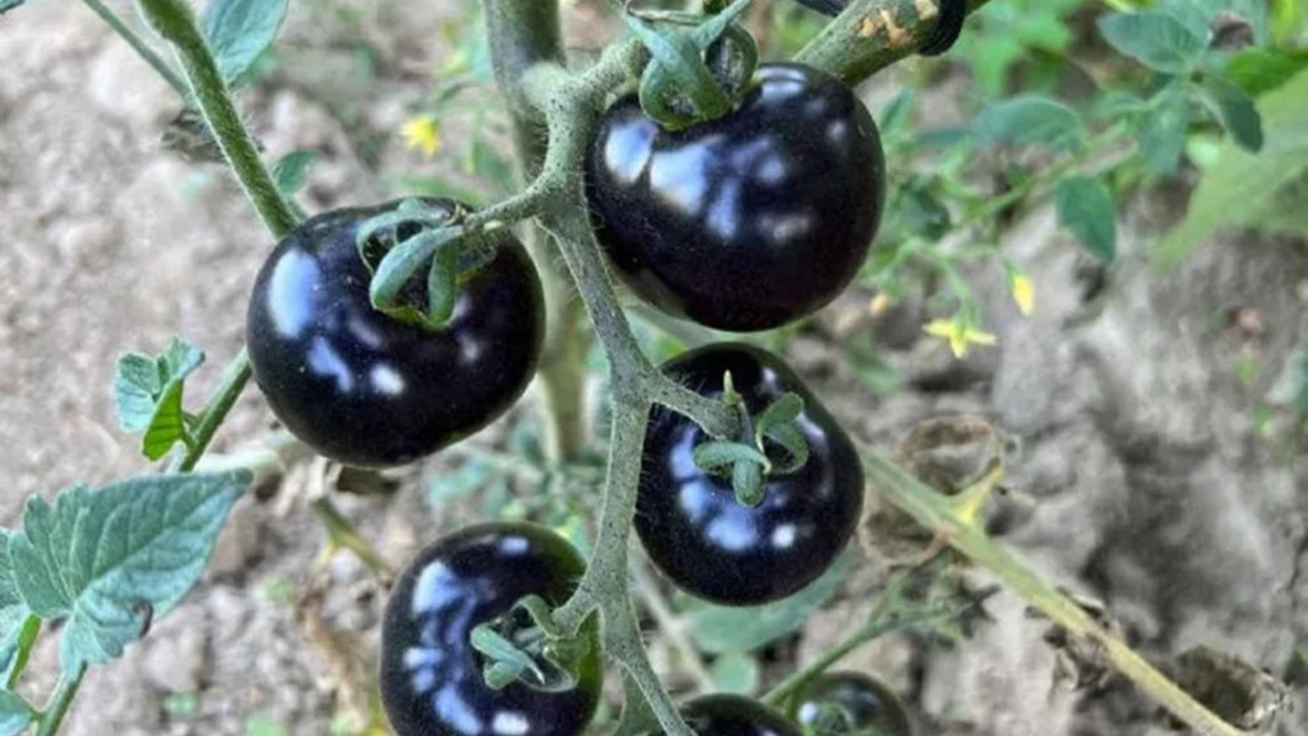 Yılmaz Güneç: Bölge için büyük bir fırsat