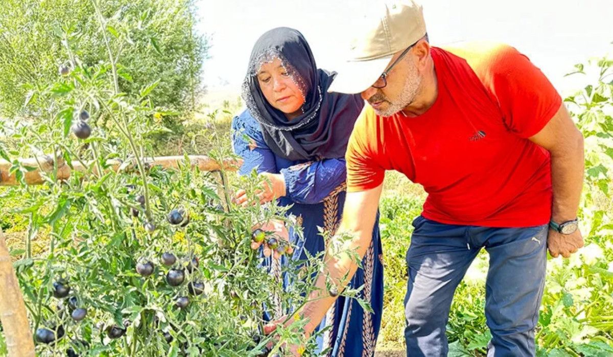 Hakkari Yüksekovada Benzersiz Siyah Domates Yetiştiriciliği
