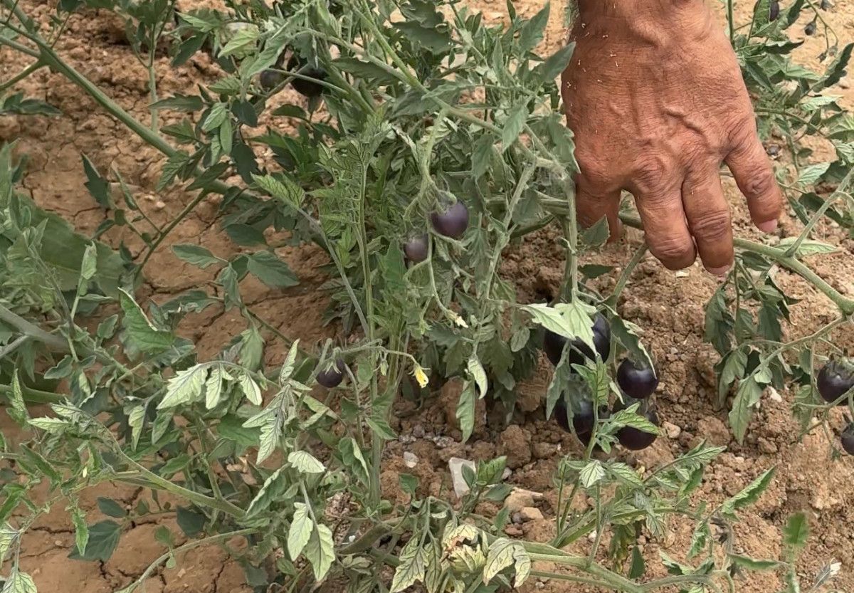 Hakkari Yüksekovada Benzersiz Siyah Domates Yetiştiriciliği