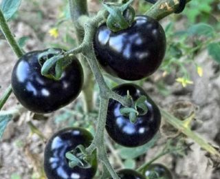 Hakkari Yüksekovada Benzersiz Siyah Domates Yetiştiriciliği