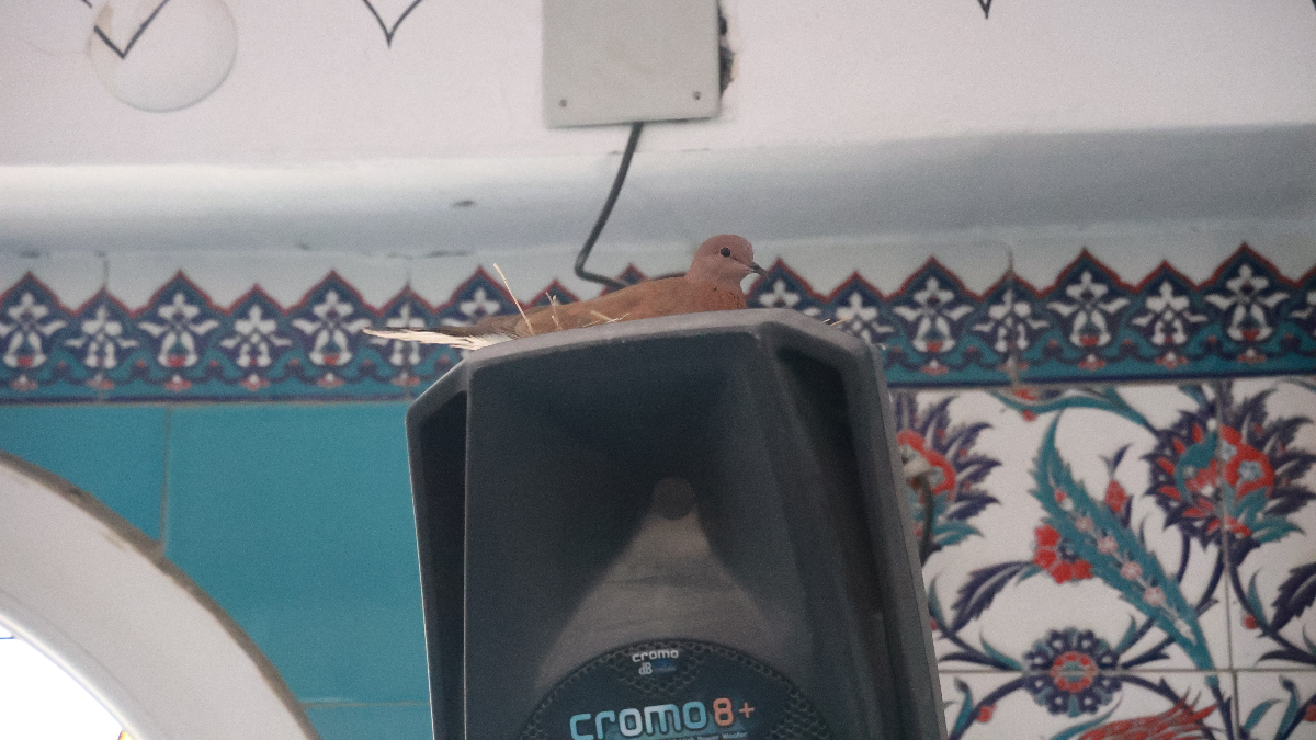 Kuşların Yuvalarına Saygı ve Sevgi