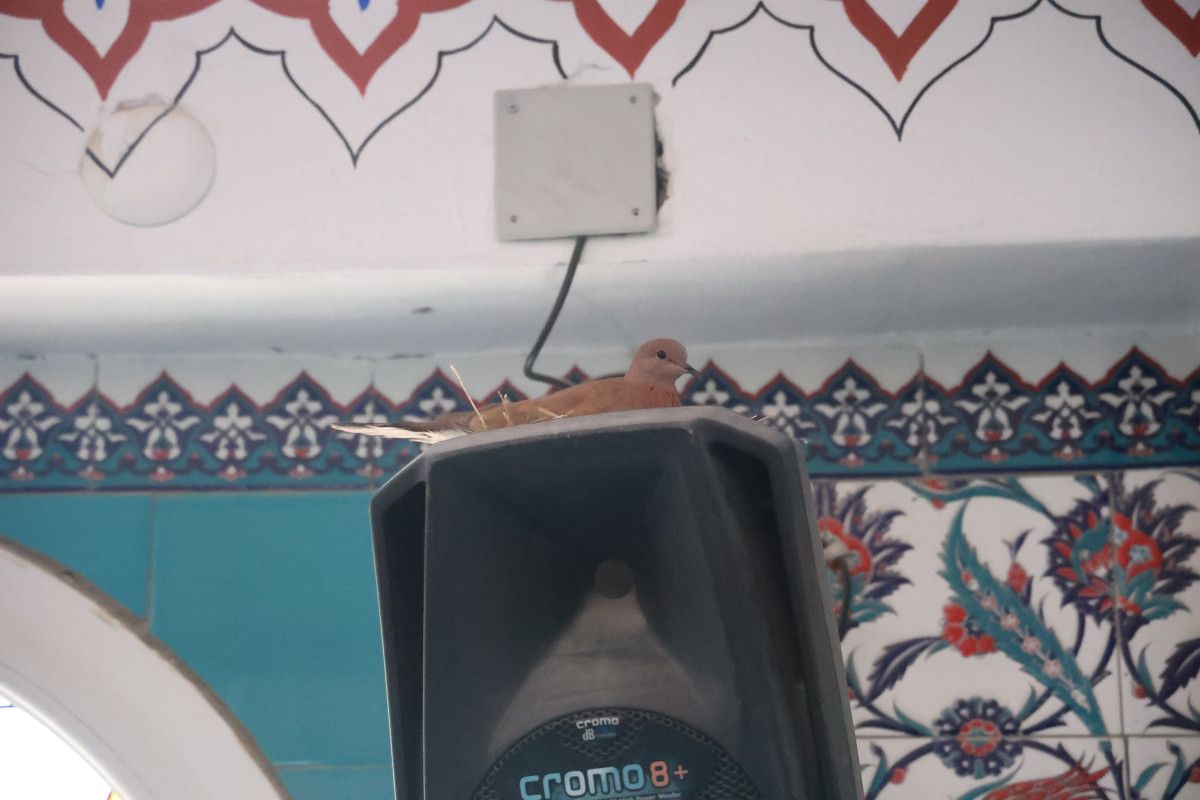 Camimize ve Doğaya Katkı