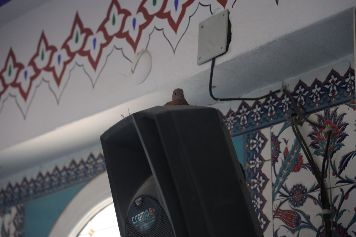 Hatay’da Camiyi Yuvalayan Kuşlar: Cemaatin Korumasında