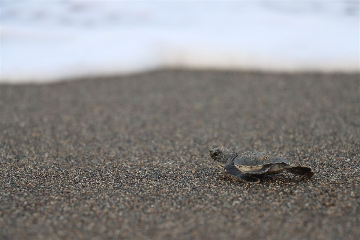 Yuva Sayısında Artış ve Koruma Çalışmaları
