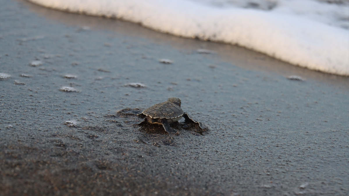 Yuva Sayısında Artış ve Koruma Çalışmaları