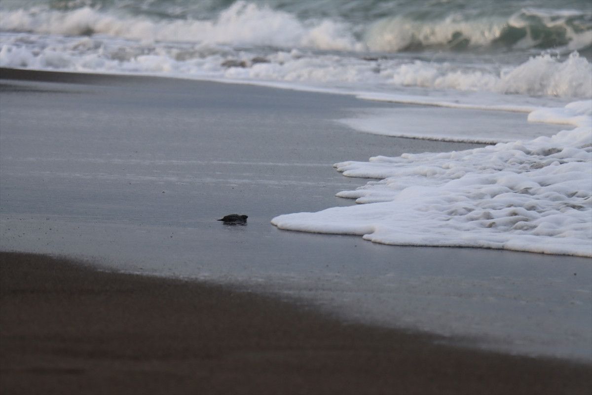 Yuva Sayısında Artış ve Koruma Çalışmaları