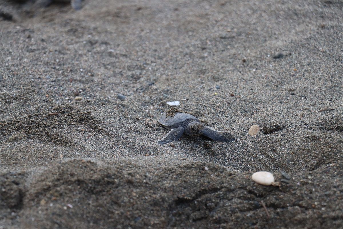 Hatayda Deniz Kaplumbağalarının Yeniden Canlanışı