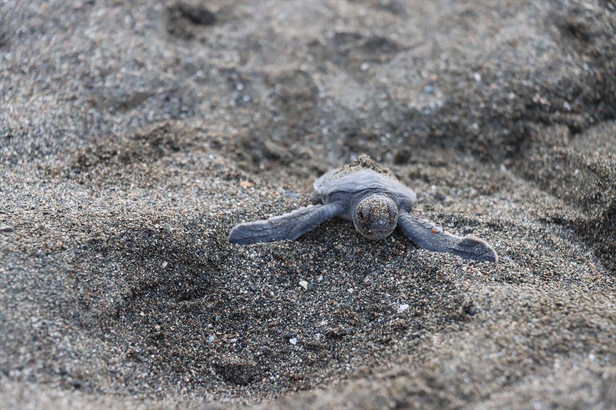 Hatayda Deniz Kaplumbağalarının Yeniden Canlanışı