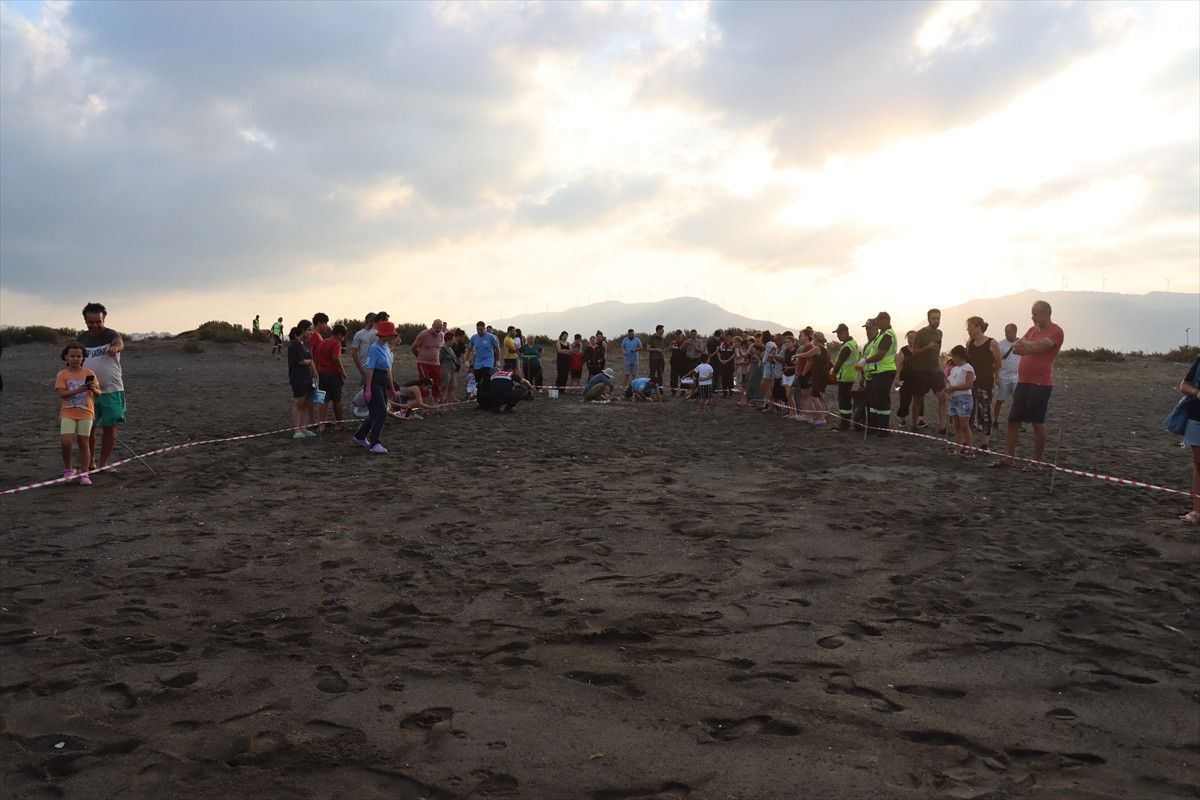 Hatayda Deniz Kaplumbağalarının Yeniden Canlanışı