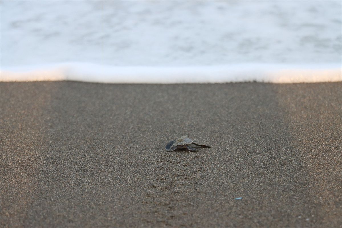 Hatayda Deniz Kaplumbağalarının Yeniden Canlanışı