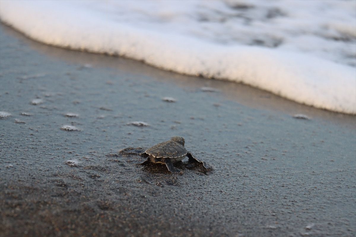 Hatayda Deniz Kaplumbağalarının Yeniden Canlanışı